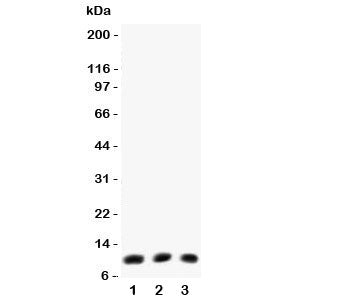 Eotaxin Antibody