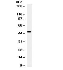 PTEN Antibody