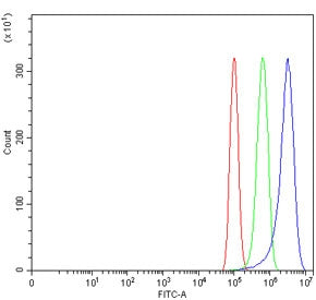 WNT7A Antibody
