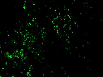 IHC/IF staining of FFPE rat kidney tissue with CF488-conjugated BrdU antibody.