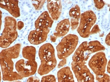 IHC staining of FFPE human kidney tissue with FABP1 antibody (clone FABP1/4517). HIER: boil tissue s