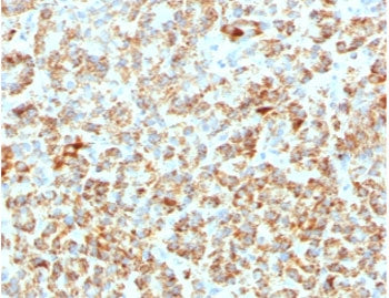IHC testing of FFPE human pancreas with Frataxin antibody (clone FDAX-1). Required HIER: boil tissue