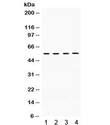 FMO2 Antibody