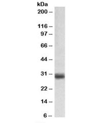 Western blot testing of human placenta lysate with FGF5 antibody at 0.1ug/ml. Predicted molecular we