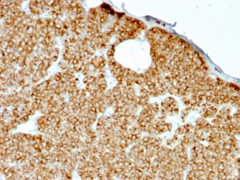 IHC testing of FFPE human parathyroid gland stained with recombinant Parathyroid Hormone antibody (c