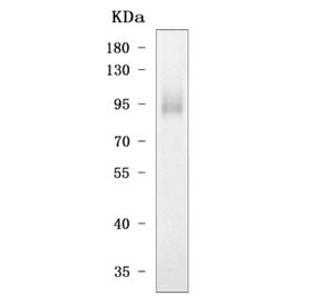 Tlr4 Antibody / Toll like receptor 4
