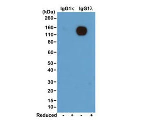 Western blot of nonreduced(-) and reduced(+) mouse IgG1Îº and IgG1Î» (20ng/lane), using 0.2ug/ml of 