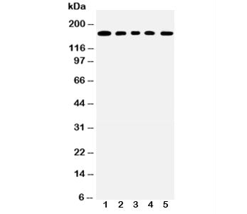 MUC1 Antibody