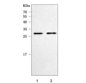 Western blot testing of 1) rat brain and 2) mouse brain tissue lysate with Prolactin antibody. Predi
