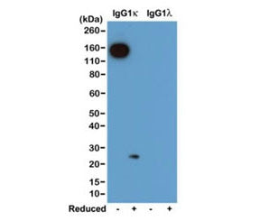 Western blot of nonreduced(-) and reduced(+) mouse IgG1Îº and IgG1Î» (20ng/lane), using 0.2ug/mL of 