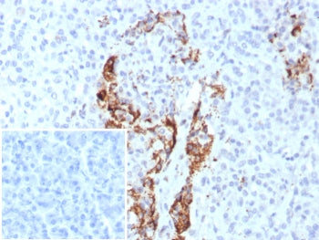 IHC staining of FFPE human pancreas tissue with Insulin antibody (clone rIRDN/8546). Inset: PBS used