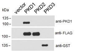 PKD1-FLAG, PKD2-FLAG and PKD3-GST transfected HEK293 cell lysate probed with GST, FLAG or PKD1 antib