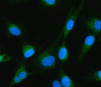 Immunofluorescent staining of FFPE human U-87 MG cells with MTF1 antibody (green) and DAPI nuclear s