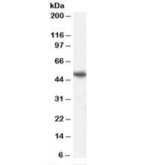 Western blot testing of mouse brain lysate with PICK1 antibody at 1ug/ml. Predicted molecular weight
