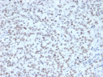 EZH2 Antibody