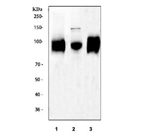 Western blot testing of 1) rat spleen, 2) mouse spleen and 3) mouse RAW264.7 cell lysate with Cd68 a