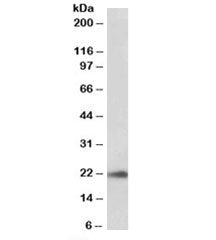 Western blot testing of human pancreas lysate with TMEM205 antibody at 0.03ug/ml. Predicted molecula