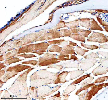 Immunohistochemical analysis of Nampt1 protein using Zebrafish Nampt antibody and paraffin-embedded 
