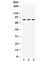 PAK7 / PAK5 Antibody