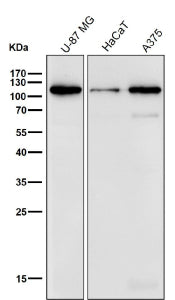 Western blot testing of human samples using the BCLAF1 antibody at 1:1000 dilution for 1 hour at roo