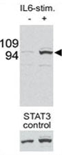 Western blot testing of p-STAT3 antibody and mouse liver tissue/lysate collected before (-) or after