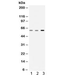 Catalase Antibody