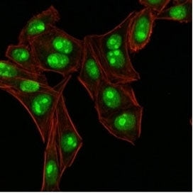 Immunofluorescent staining of human HeLa cells with Nucleophosmin antibody (clone NA24, green) and p