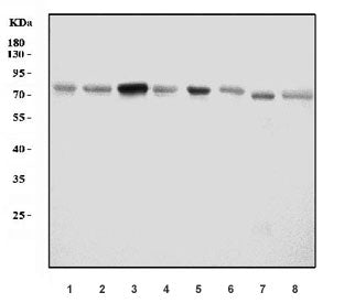 Western blot testing of 1) human T-47D, 2) human HeLa, 3) human U-251, 4) human RT4, 5) rat liver, 6