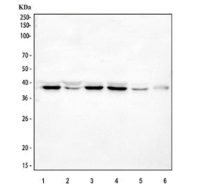 Western blot testing of SPARC antibody and HeLa cell lysate. Expected molecular weight: 35-43 kDa de