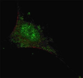 Fluorescent confocal image of SY5Y cells stained with SMAD2 antibody at 1:200. Note the highly speci