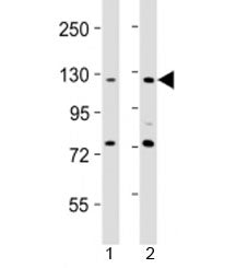 AATK Antibody