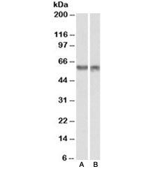Western blot testing of nuclear mouse NIH3T3 [A] and nuclear human HeLa [B] lysates with PDCD4 antib