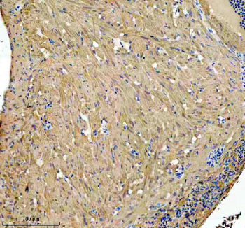 IHC staining of FFPE zebrafish brain tissue with Zebrafish Glud1 antibody, HRP secondary and DAB sub