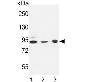 Western blot testing of 1) human K562, 2) human HL60 and 3) mouse brain lysate with DNAJC6 antibody.