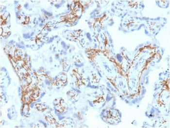 IHC staining of FFPE human placental tissue with GSTM1 antibody (clone CPTC-GSTMu1-3). HIER: boil ti