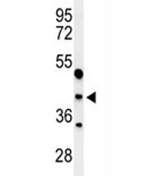 MAFA Antibody