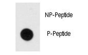 Dot blot analysis of phospho-MBP antibody. 50ng of phos-peptide or nonphos-peptide per dot were spot