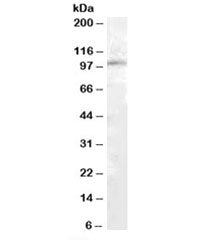 PAM Antibody