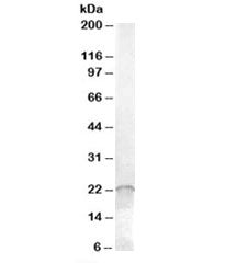 Western blot testing of Jurkat cell lysate with ASF1A antibody at 0.01ug/ml. Predicted molecular wei
