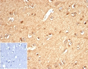 AKR1B1 Antibody / Aldose reductase