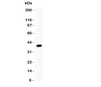 APPBP1 Antibody