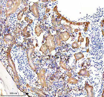 Immunohistochemical analysis of Gmps protein using Zebrafish Gmps antibody and paraffin-embedded zeb