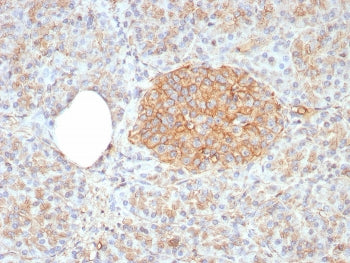 CD99 Antibody / MIC2