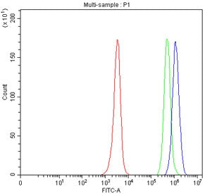 Flow cytometry testing of fixed and permeabilized human JK cells with SLAIN1 antibody at 1ug/million