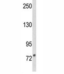 DGCR8 Antibody