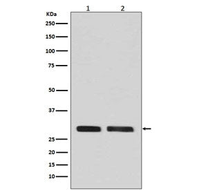 Western blot testing of human 1) A431 and 2) HeLa cell lysate with CDC2 antibody. Predicted molecula