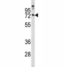 MAG Antibody