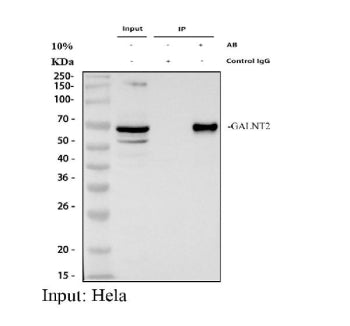Immunoprecipitating (IP) GALNT2 in Hela whole cell lysate. Western blot analysis of GALNT2 using ant