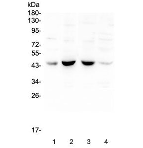 Western blot testing of human 1) placenta, 2) Caco-2, 3) A549 and 4) HeLa lysate with BRN3A antibody