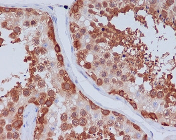 IHC staining of FFPE human testis tissue with HSP90 beta antibody. HIER: boil tissue sections in pH6